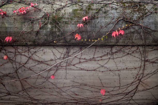 istock Autumn Pink Ivy growing on a concrete wall 1023109236