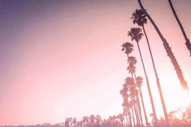 Palms of Santa Barbara in purple sunset with copy space