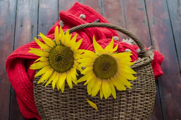 Sunflowers in basket on garden table