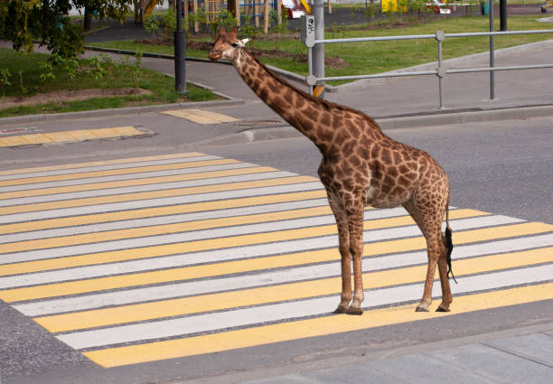 istock Giraffe standing on zebra traffic pedestrian crossing on road 1023112626