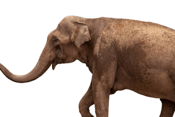istock African Elephant isolated on white background 1023114902