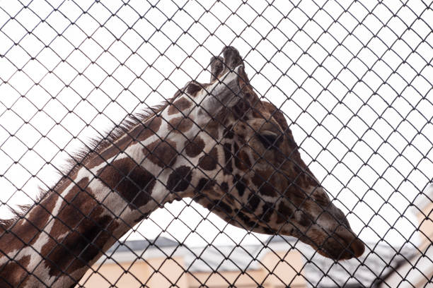 istock Giraffe in the zoo 1023114994
