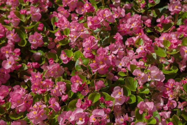 istock Begonia blooming in the park on a summer day. Selective soft focus. 1023115132