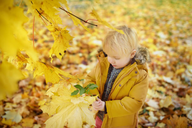 istock Little boy during stroll in the forest at sunny autumn day 1023120072