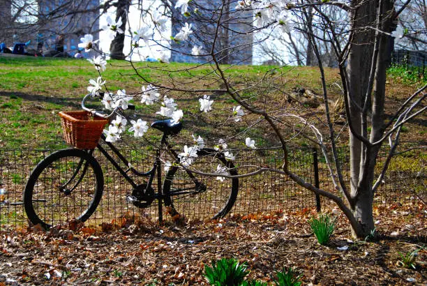 A vintage bicycle with a woven basket rests against a fence on a hill by a flowering dogwood tree on a spring day in New York City's Central Park.