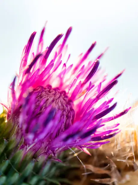 Photo of Spiny Plumeless Thistle
