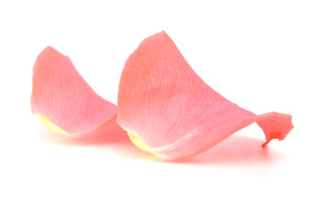 istock A couple of petal roses 1023135764