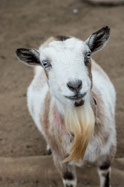 istock Single black, white and tan, bearded, blue eyes Nigerian dwarf pet goat looking up at camera with gentle smile on face, vertical format 1023136214