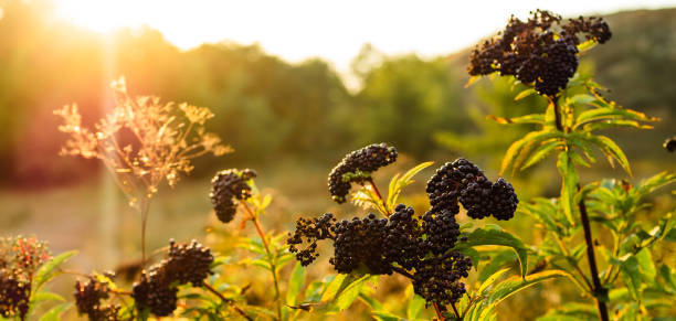 gromady owoców czarnego czarnego czarnego bzu w ogrodzie w świetle słonecznym (sambucus nigra). starszy, czarny starszy, europejskie czarne czarne bzu - nigra zdjęcia i obrazy z banku zdjęć