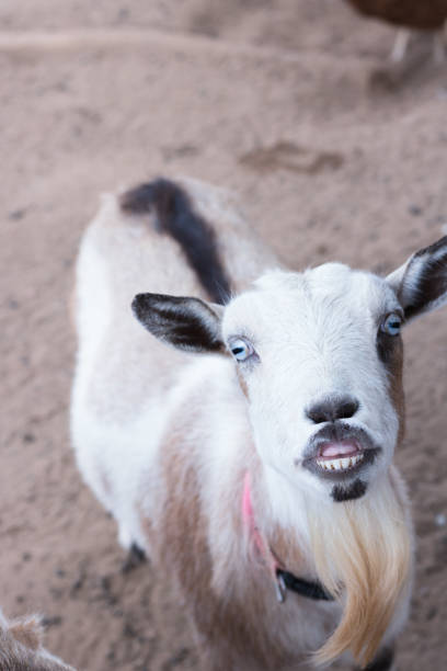 Single black, white and tan, bearded, blue eyes Nigerian dwarf pet goat looking up at camera with evil grin showing teeth, humorous, funny character, vertical format