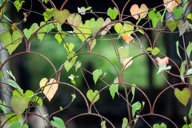 Ivy on Wire Fence