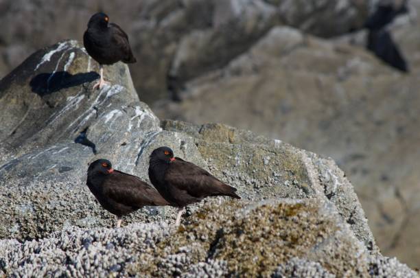 istock Three ostercatchers resting on a barnacle covered rock with their red beaks tucked into their wings, 1023139104