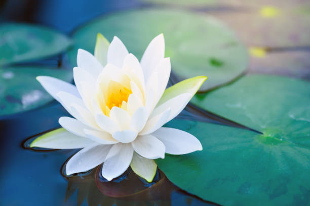 bellissimo fiore di loto bianco con foglia verde in stagno - lily pond foto e immagini stock