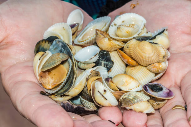 istock the wet seashells in female hands, abstract background 1023139358