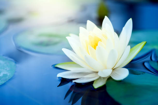 Hermosa Flor De Loto Blanco Con Verde Hoja En Estanque Foto de stock y más banco de imágenes de Loto - iStock Hermosa Flor De Loto Blanco Con Verde Hoja En Estanque Foto de stock y más banco de imágenes de Loto - iStock