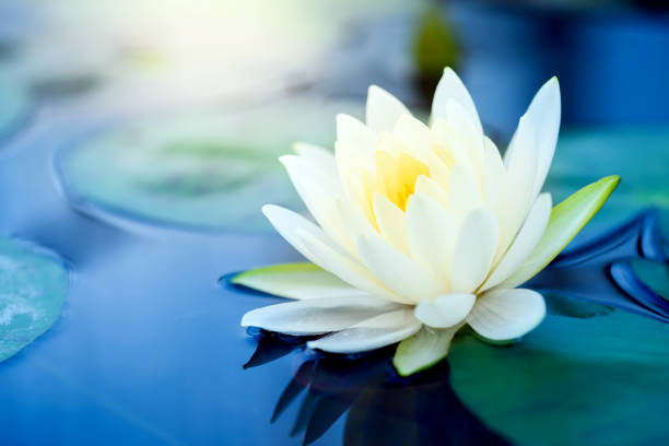 beautiful White Lotus Flower with green leaf in in pond beautiful White Lotus Flower with green leaf in in pond lotus water lily photos stock pictures, royalty-free photos & images