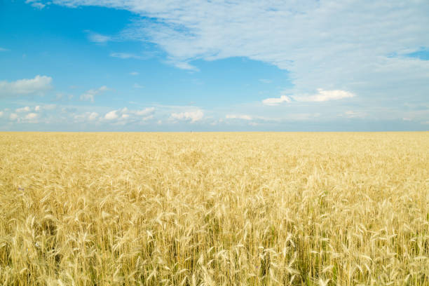 istock Endless wheat field. Beautiful landscape. Rich harvest. 1023145092