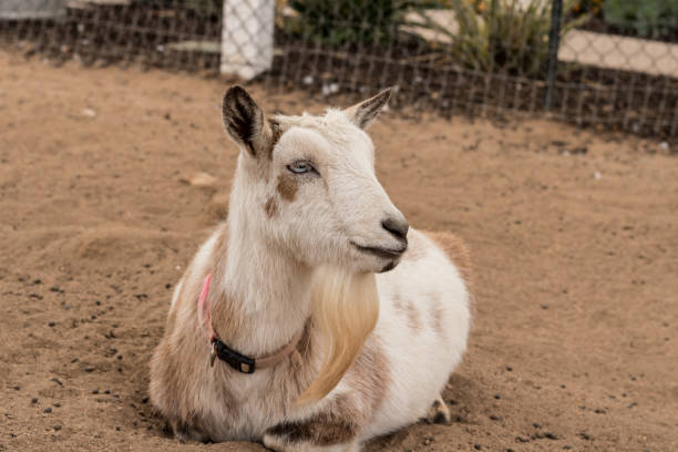 Laying down, resting, relaxing single black, white and tan, bearded peaceful, gentle Nigerian dwarf pet milk goat