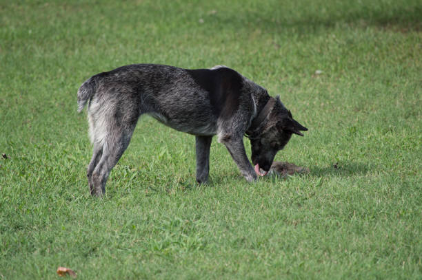 istock Blue Heeler licking nose 1023176704