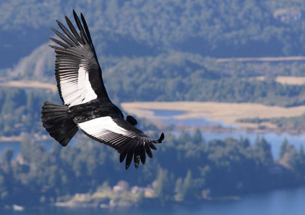 Andean Condor Andean Condor, a large bird that lives along the Andes mountain range. Vultur Gryphus. condor stock pictures, royalty-free photos & images