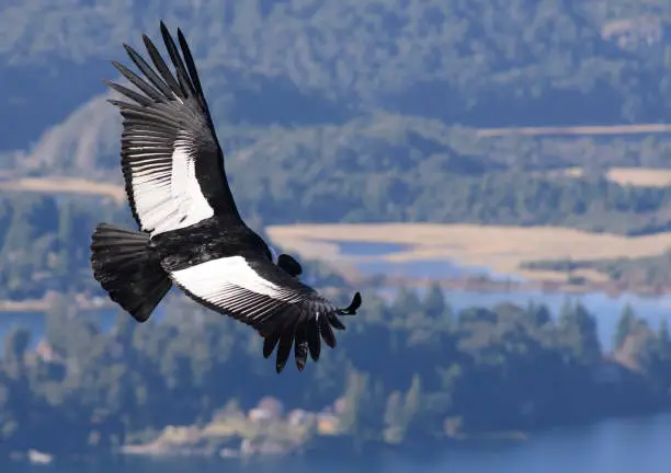 Andean Condor, a large bird that lives along the Andes mountain range. Vultur Gryphus.