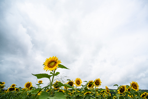 Sunflower in full bloom infront of sunflower field in peak bloom