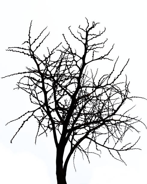 silhouette de l’arbre noir nu effrayant - bare tree tree single object loneliness photos et images de collection