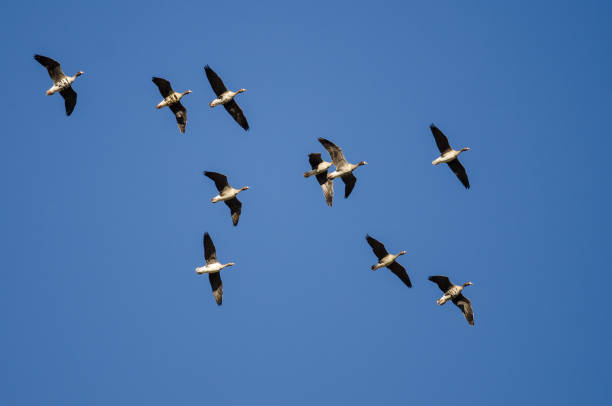 istock Flock of Greater White-Fronted Geese Flying in a Blue Sky 1023204230