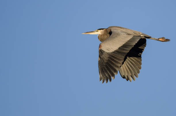 istock Great Blue Heron Flying in a Blue Sky 1023204232