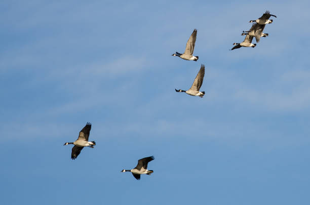 istock Flock of Canada Geese Flying in a Blue Sky 1023204282