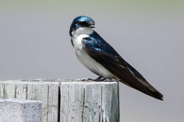 istock Spunky Little Tree Swallow Perched atop a Weathered Wooden Post 1023204398