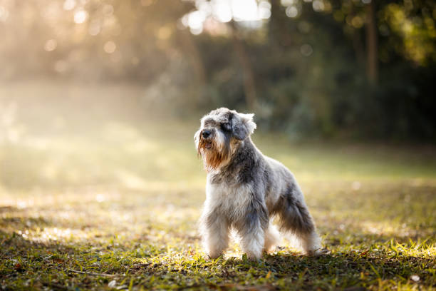 Schnauzer dog portrait in nature