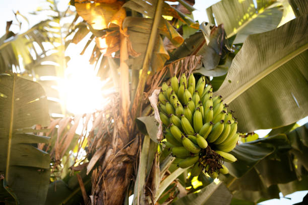 バナナの木の緑のバナナ - green banana tree banana tree ストックフォトと画像