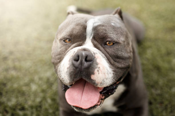 A beautiful pitbull dog portrait