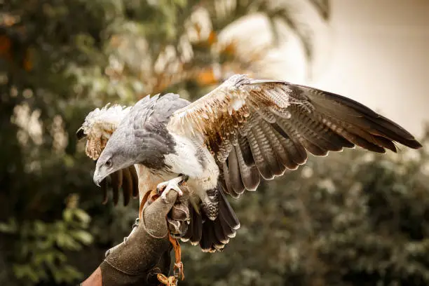 Chilean blue eagle landing on falconer's hand Geranoaetus melanoleucus