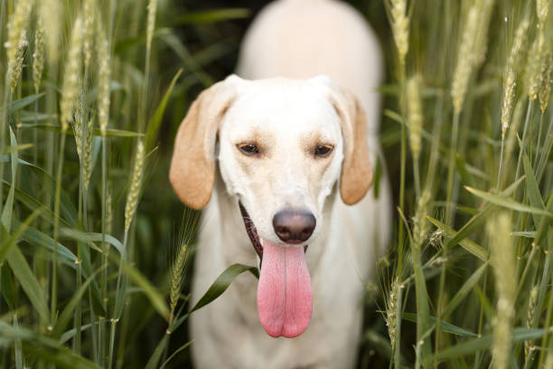 Dog showing its big tongue