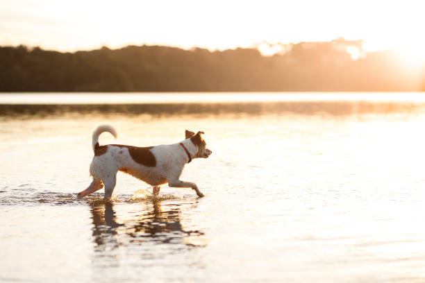 istock Dog playing in water at sunset 1023211828