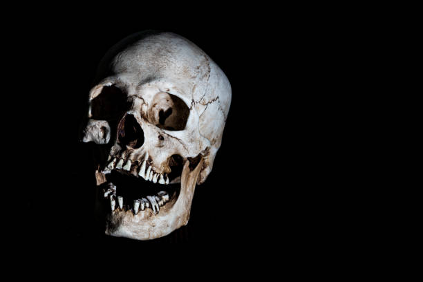 istock Human skeleton skull head isolated on black 1023221204