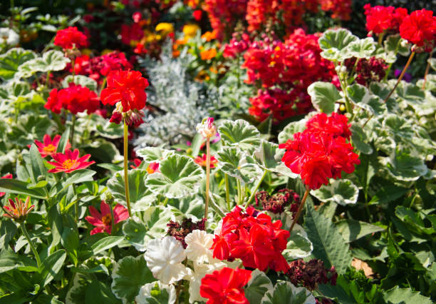 istock Flowers of different colors with geranium in the foreground 1023221448
