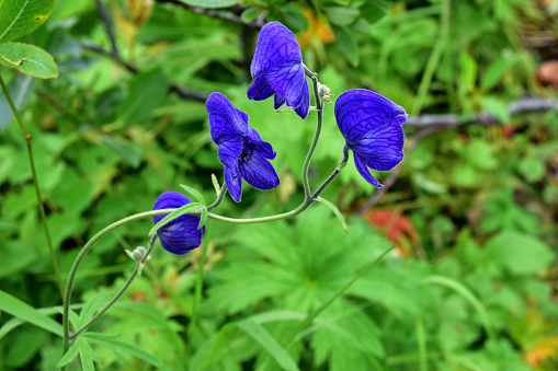 Aconitum is commonly known as monkshood or wolf's bane.
