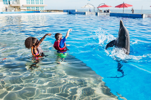 A boy and African-American girl, both 8 years old, standing in the water playing with a dolphin. Their arms are raised, giving the dolphin a signal to walk on h is tail.