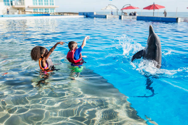 Two children and playful dolphin doing tricks A boy and African-American girl, both 8 years old, standing in the water playing with a dolphin. Their arms are raised, giving the dolphin a signal to walk on h is tail. waist deep in water stock pictures, royalty-free photos & images