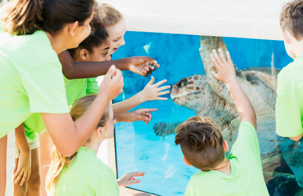 wieloetniczne dzieci obserwujące żółwia morskiego w akwarium - discovery elementary school field trip zoo zdjęcia i obrazy z banku zdjęć