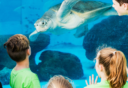 A group of elementary school students on a field trip to a marine education park. They are looking through the underwater window of an large aquarium.  A sea turtle is looking back at them.