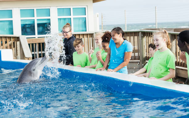 dzieci na wycieczkę, delfin, trener w parku morskim - discovery elementary school field trip zoo zdjęcia i obrazy z banku zdjęć