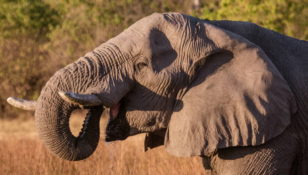 istock Close-up of elephant profile drinking water 1023232452
