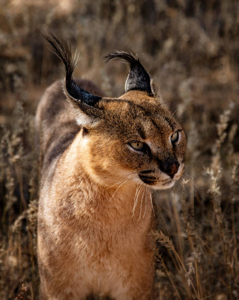 istock Caracal cat scans his surroundings 1023232486