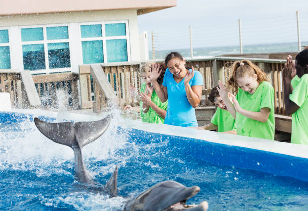 children, teacher at marine park, dolphin splashing - dolphin aquarium bottle nosed dolphin smiling imagens e fotografias de stock