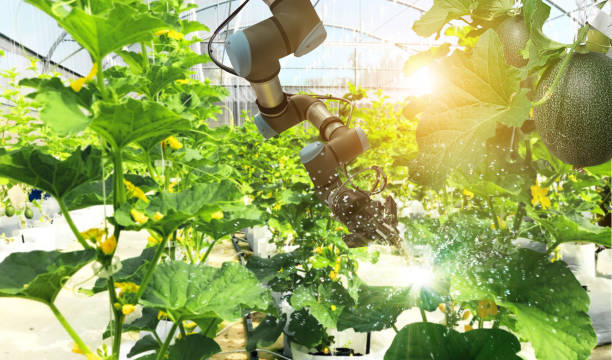 istock Artificial intelligence. Pollinate of fruits and vegetables with robot. Detection spray chemical. Leaf analysis and oliar fertilization. Agriculture farming technology concept. 1023232686