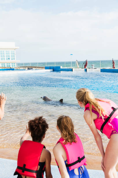 trzy dziewczyny obserwujące delfina pływać w obudowie wody - discovery elementary school field trip zoo zdjęcia i obrazy z banku zdjęć